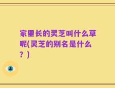 家里长的灵芝叫什么草呢(灵芝的别名是什么？)