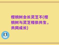 樱桃树会长灵芝不(樱桃树与灵芝相依共生，共同成长)