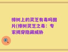 樟树上的灵芝有毒吗图片(樟树灵芝之毒：专家揭穿隐藏威胁