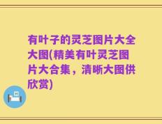 有叶子的灵芝图片大全大图(精美有叶灵芝图片大合集，清晰大图供欣赏)