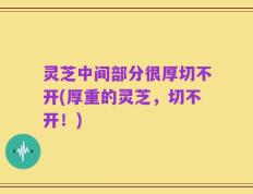 灵芝中间部分很厚切不开(厚重的灵芝，切不开！)