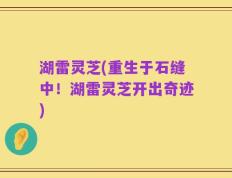 湖雷灵芝(重生于石缝中！湖雷灵芝开出奇迹)
