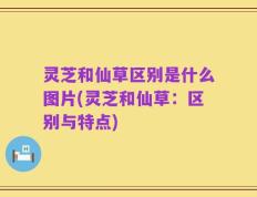 灵芝和仙草区别是什么图片(灵芝和仙草：区别与特点)