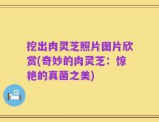 挖出肉灵芝照片图片欣赏(奇妙的肉灵芝：惊艳的真菌之美)
