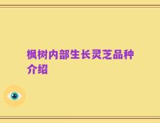 枫树内部生长灵芝品种介绍