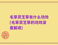毛草灵芝草有什么功效(毛草灵芝草的功效深度解读)