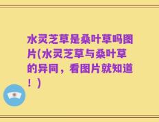 水灵芝草是桑叶草吗图片(水灵芝草与桑叶草的异同，看图片就知道！)