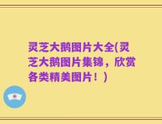 灵芝大鹅图片大全(灵芝大鹅图片集锦，欣赏各类精美图片！)