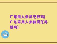 广东用人参灵芝养鸡(广东采用人参和灵芝养殖鸡)