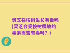 灵芝在桉树生长有毒吗(灵芝会受桉树释放的毒素而变有毒吗？)