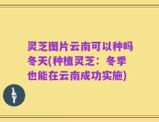 灵芝图片云南可以种吗冬天(种植灵芝：冬季也能在云南成功实施)
