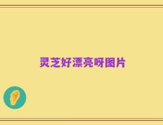 灵芝好漂亮呀图片