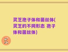 灵芝孢子体和菌丝体(灵芝的不同形态 孢子体和菌丝体)