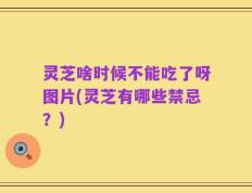 灵芝啥时候不能吃了呀图片(灵芝有哪些禁忌？)