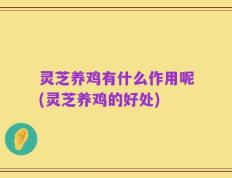 灵芝养鸡有什么作用呢(灵芝养鸡的好处)