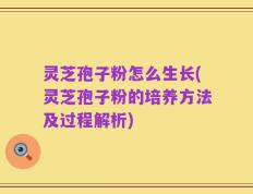 灵芝孢子粉怎么生长(灵芝孢子粉的培养方法及过程解析)