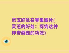 灵芝好处在哪里图片(灵芝的好处：探究这种神奇蘑菇的功效)