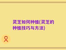 灵芝如何种植(灵芝的种植技巧与方法)