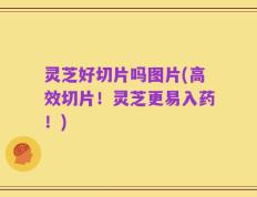 灵芝好切片吗图片(高效切片！灵芝更易入药！)