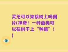 灵芝可以架接树上吗图片(神奇！一种菌类可以在树干上“种植”！)