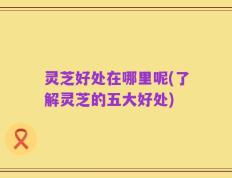 灵芝好处在哪里呢(了解灵芝的五大好处)