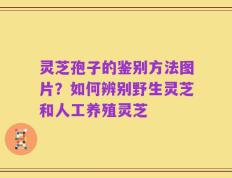 灵芝孢子的鉴别方法图片？如何辨别野生灵芝和人工养殖灵芝