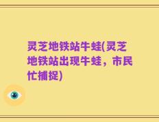 灵芝地铁站牛蛙(灵芝地铁站出现牛蛙，市民忙捕捉)