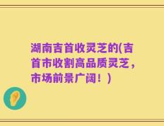 湖南吉首收灵芝的(吉首市收割高品质灵芝，市场前景广阔！)