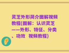 灵芝外形简介图解视频教程(图解：认识灵芝——外形、特征、分类、功效  视频教程)
