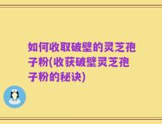 如何收取破壁的灵芝孢子粉(收获破壁灵芝孢子粉的秘诀)