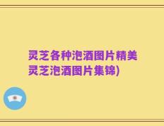 灵芝各种泡酒图片精美灵芝泡酒图片集锦)