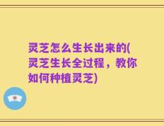 灵芝怎么生长出来的(灵芝生长全过程，教你如何种植灵芝)