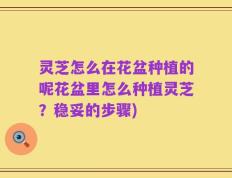 灵芝怎么在花盆种植的呢花盆里怎么种植灵芝？稳妥的步骤)