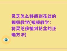 灵芝怎么移栽到花盆的视频教学(视频教学：将灵芝移植到花盆的正确方法)