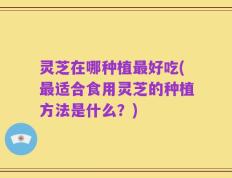 灵芝在哪种植最好吃(最适合食用灵芝的种植方法是什么？)