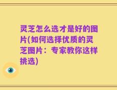灵芝怎么选才是好的图片(如何选择优质的灵芝图片：专家教你这样挑选)