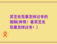 灵芝无花果怎样过冬的视频(神奇！看灵芝无花果怎样过冬！)