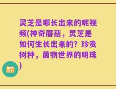 灵芝是哪长出来的呢视频(神奇蘑菇，灵芝是如何生长出来的？珍贵树种，菌物世界的明珠)