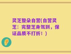 灵芝整朵自营(自营灵芝：完整芝身驾到，保证品质不打折！)