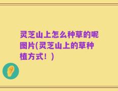 灵芝山上怎么种草的呢图片(灵芝山上的草种植方式！)