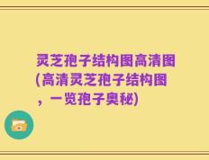 灵芝孢子结构图高清图(高清灵芝孢子结构图，一览孢子奥秘)
