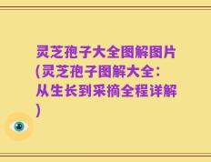 灵芝孢子大全图解图片(灵芝孢子图解大全：从生长到采摘全程详解)