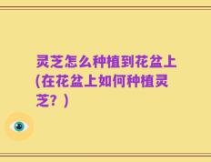 灵芝怎么种植到花盆上(在花盆上如何种植灵芝？)
