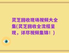 灵芝回收现场视频大全集(灵芝回收全流程呈现，详尽视频集锦！)