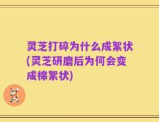 灵芝打碎为什么成絮状(灵芝研磨后为何会变成棉絮状)