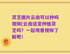 灵芝图片云南可以种吗视频(云南适宜种植灵芝吗？一起观看视频了解吧！