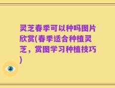 灵芝春季可以种吗图片欣赏(春季适合种植灵芝，赏图学习种植技巧)