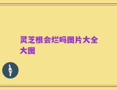 灵芝根会烂吗图片大全大图