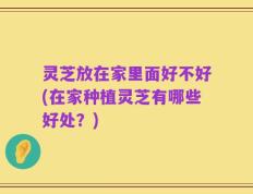 灵芝放在家里面好不好(在家种植灵芝有哪些好处？)