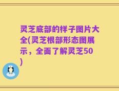 灵芝底部的样子图片大全(灵芝根部形态图展示，全面了解灵芝50)